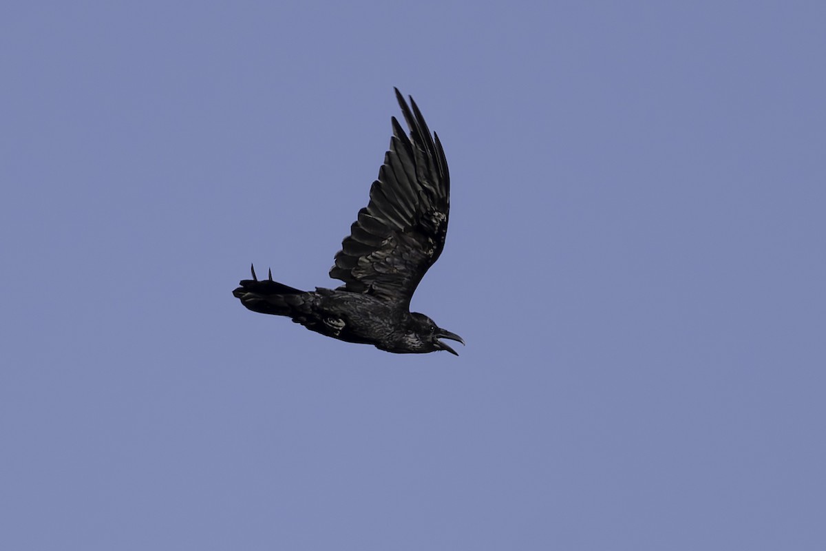 Common Raven - ML621643155