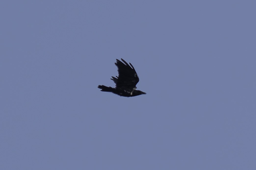 Common Raven - ML621643156