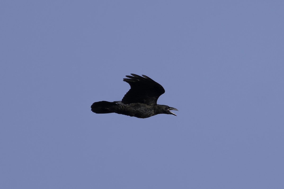 Common Raven - ML621643157