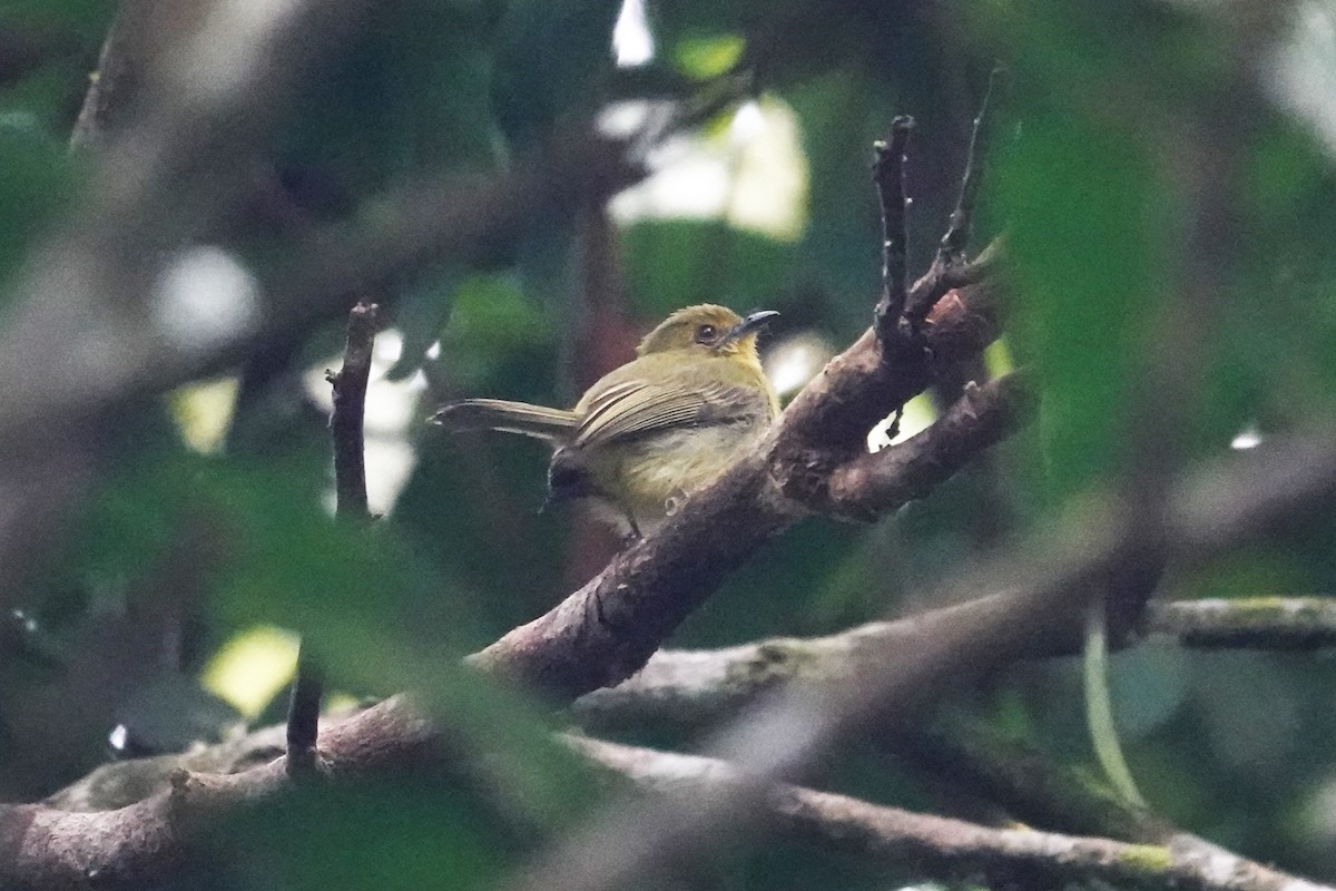Olive-faced Flatbill - ML621643165