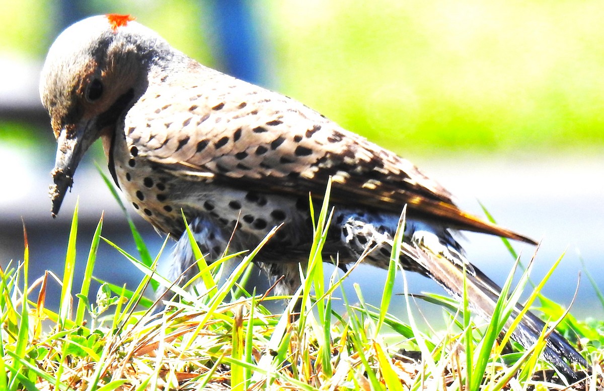 Northern Flicker (Yellow-shafted) - ML621643166