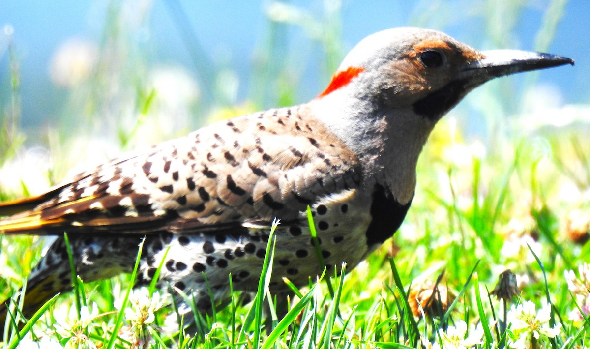 Northern Flicker (Yellow-shafted) - ML621643167