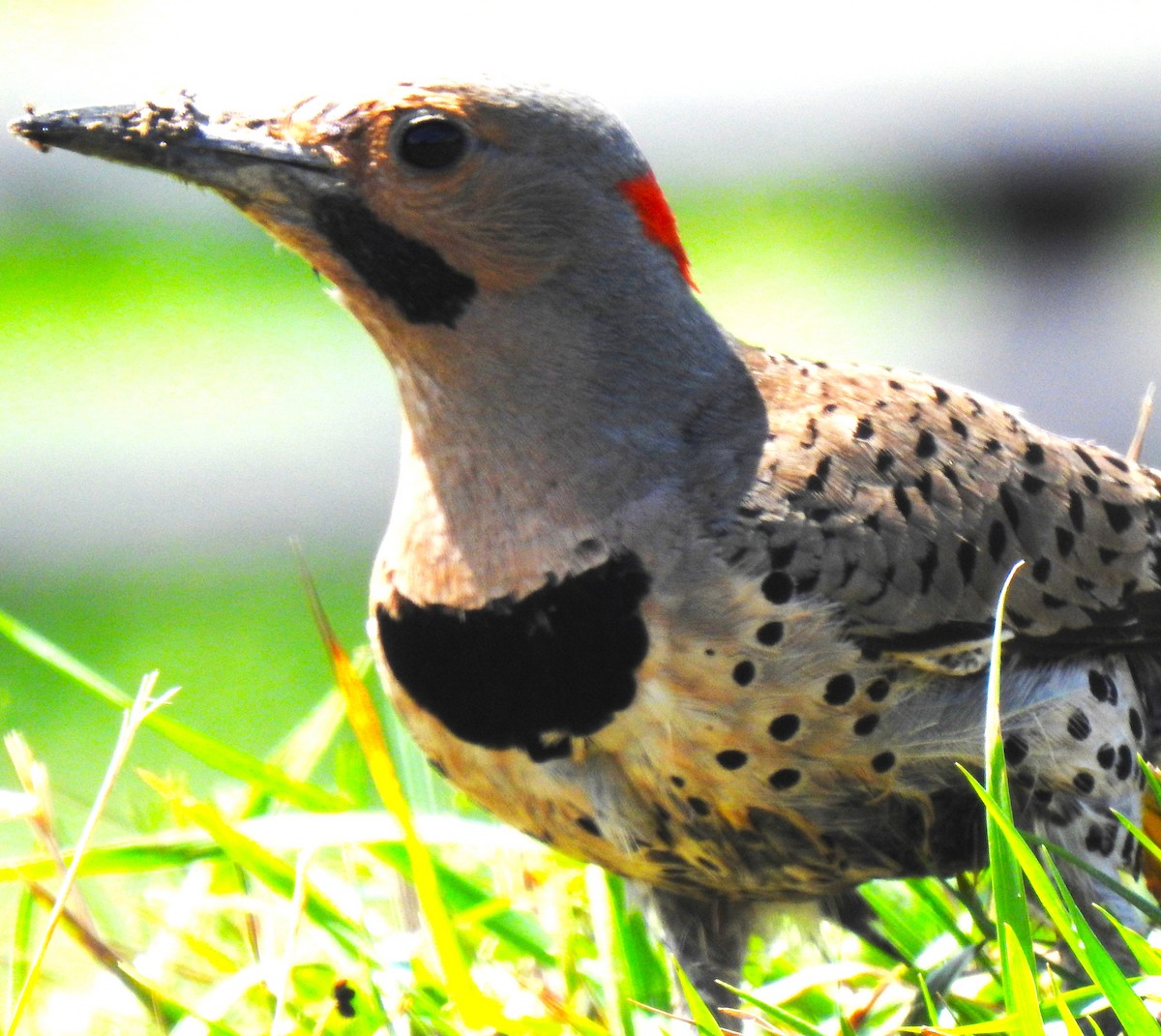 Northern Flicker (Yellow-shafted) - ML621643168