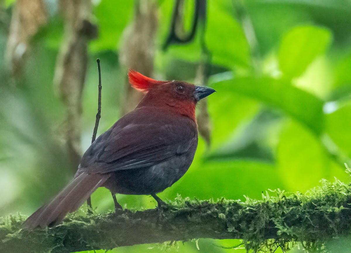 Crested Ant-Tanager - ML621643239