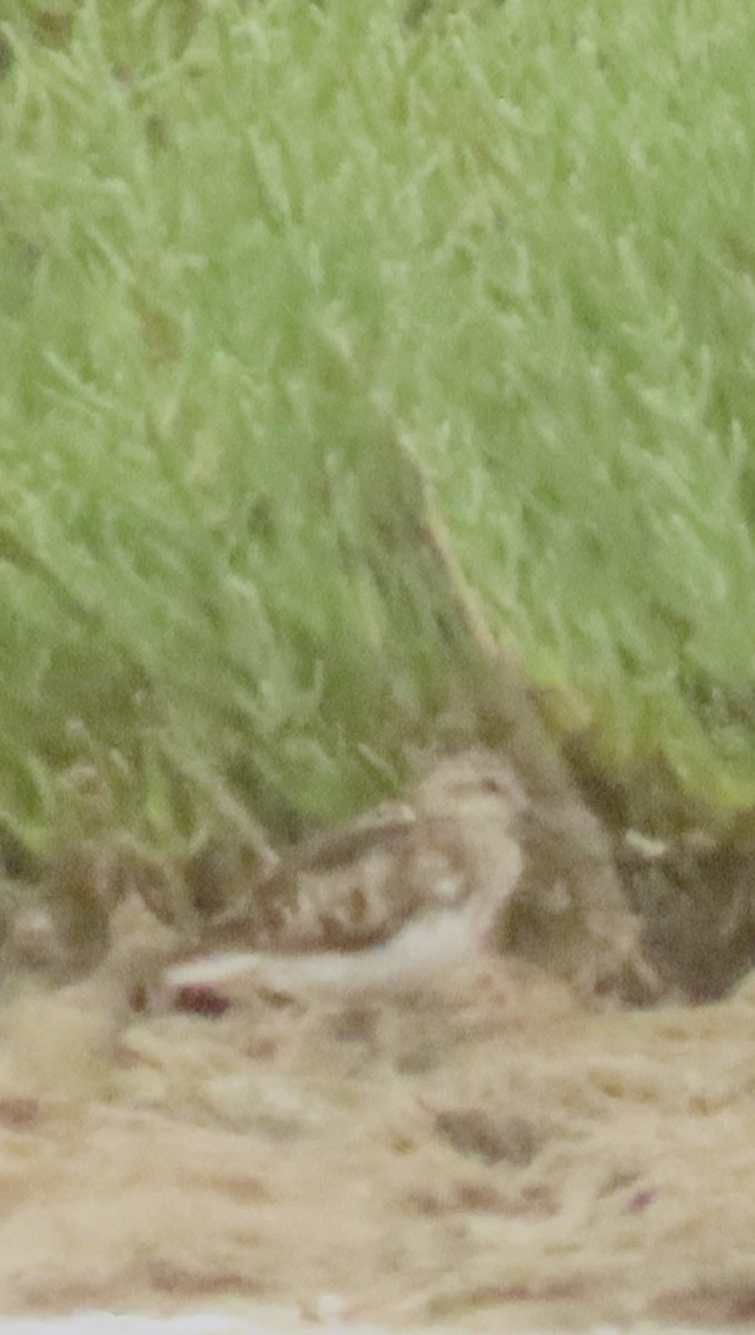 shorebird sp. - ML621643240
