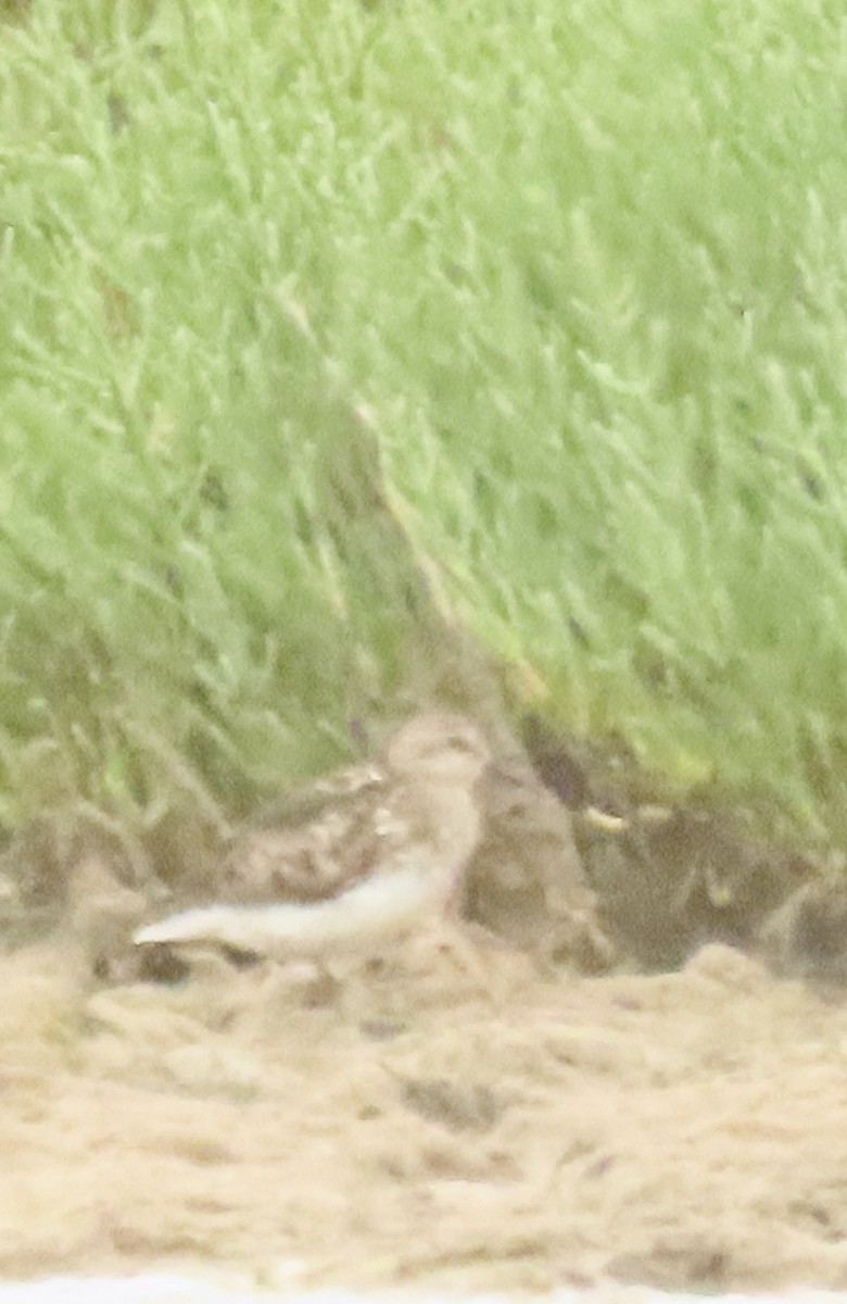 shorebird sp. - ML621643242