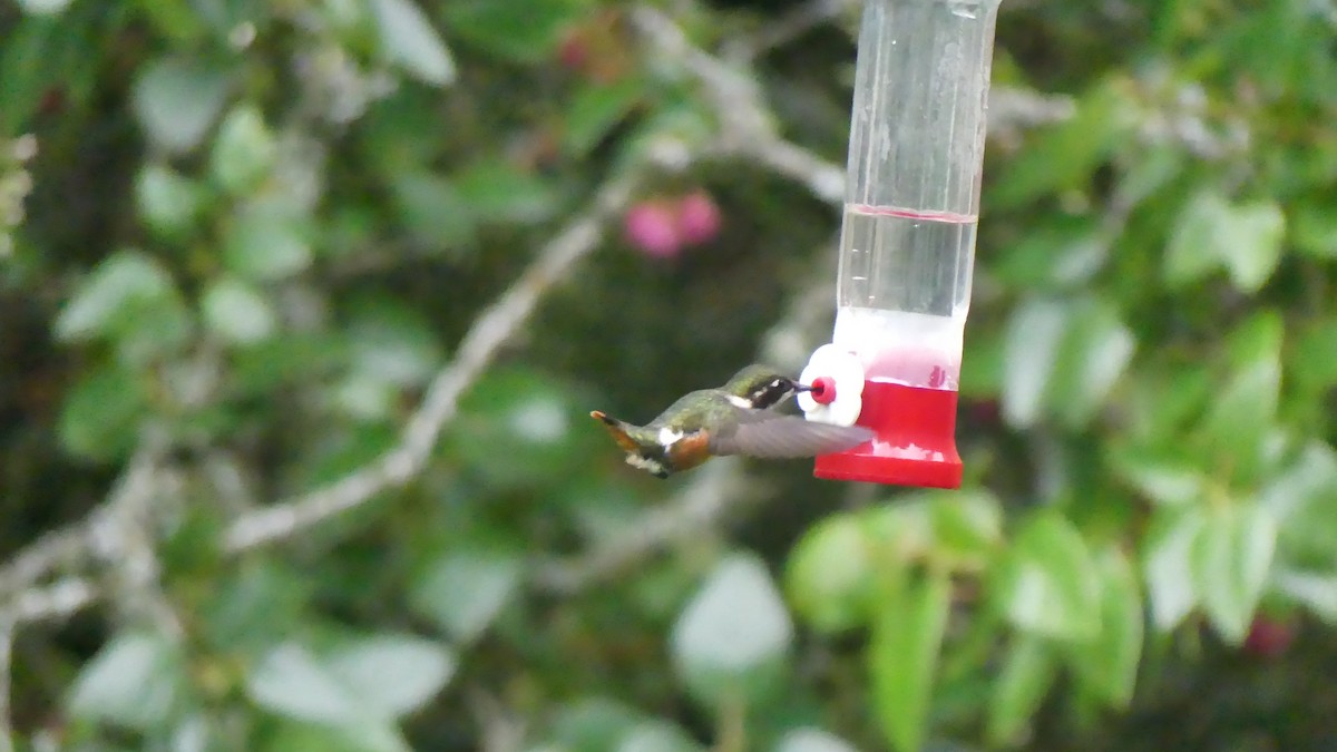 Colibrí de Mulsant - ML621643261