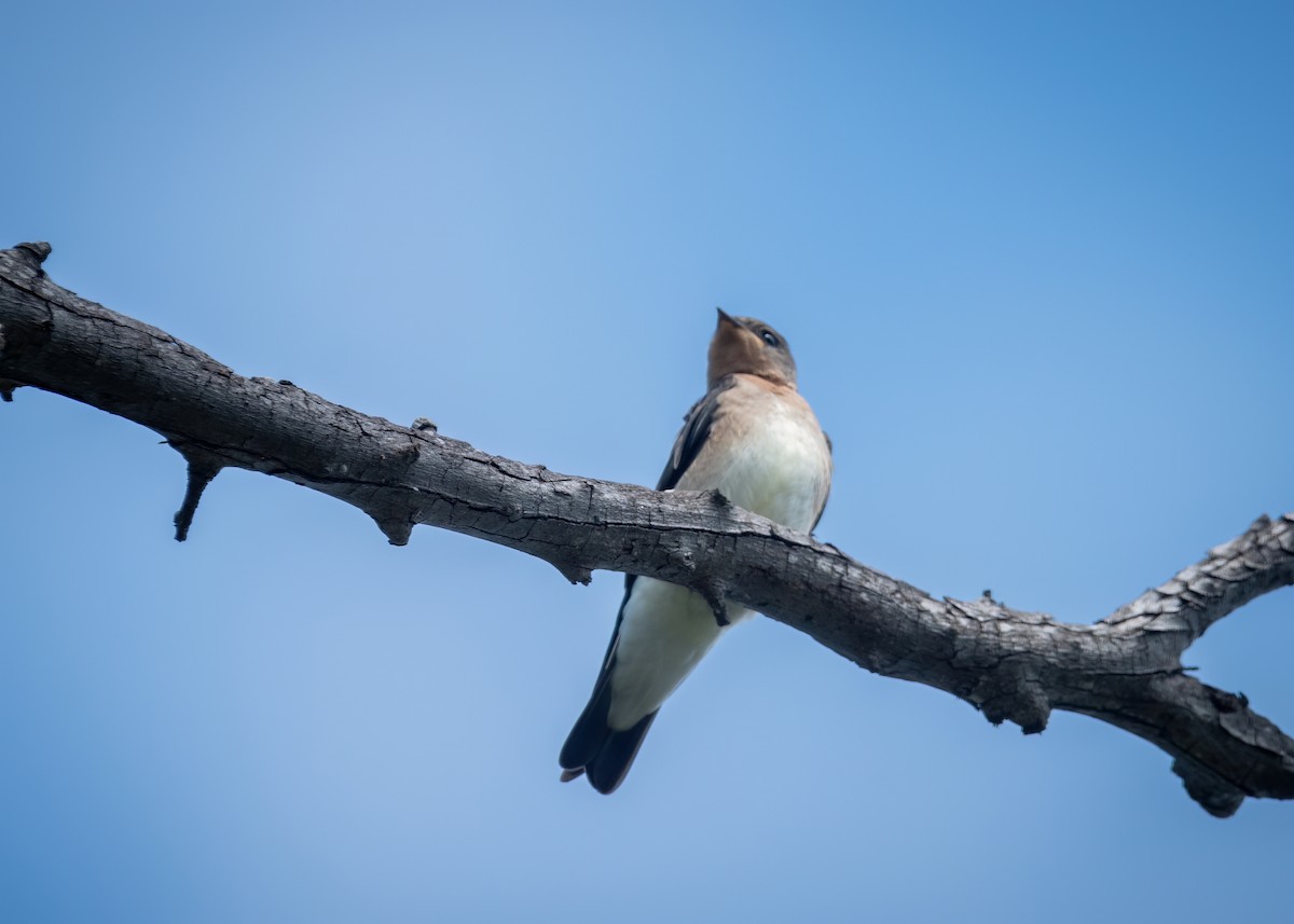 Southern Rough-winged Swallow - ML621643302