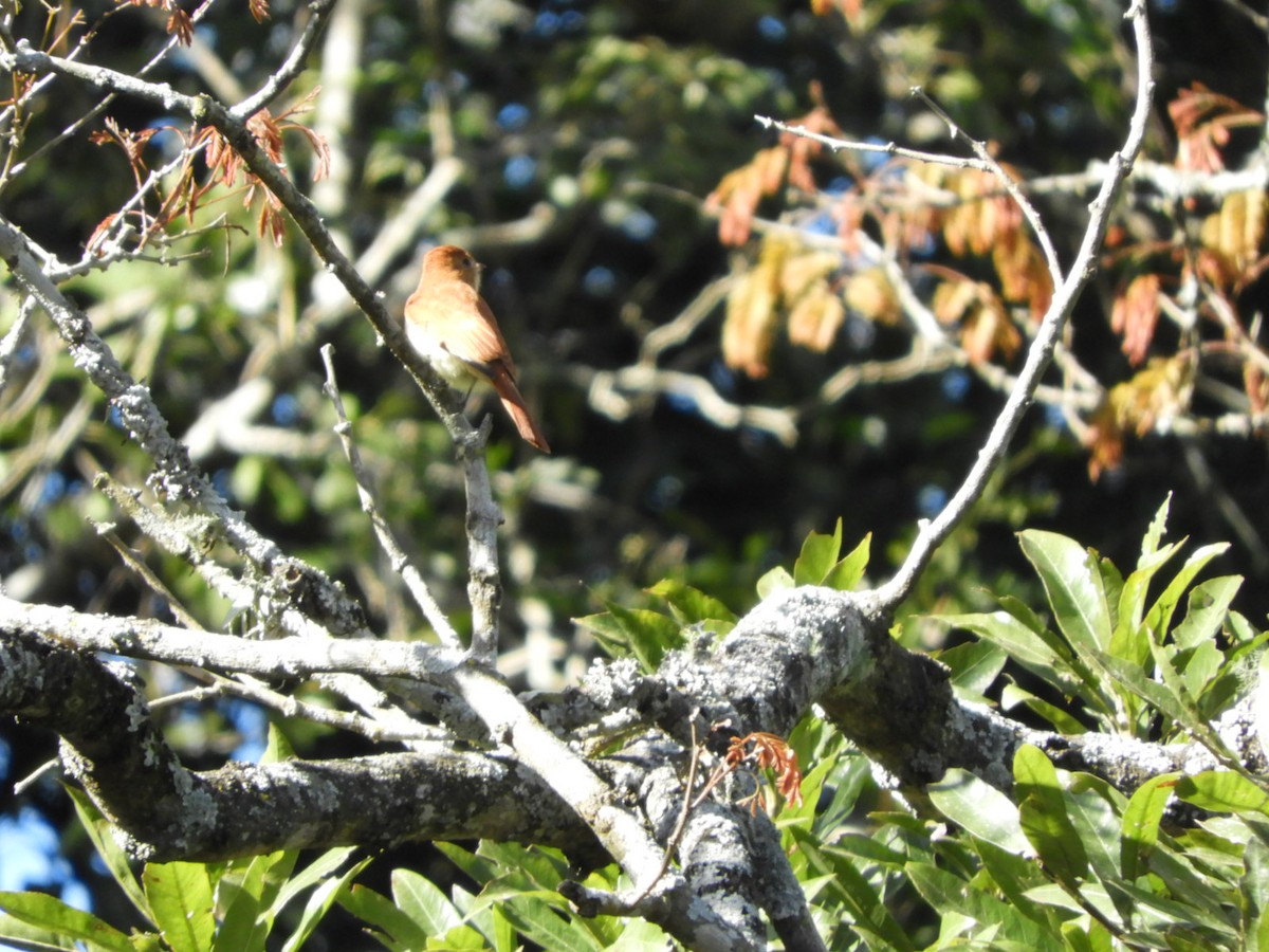 Brown-crested Flycatcher - ML621643345