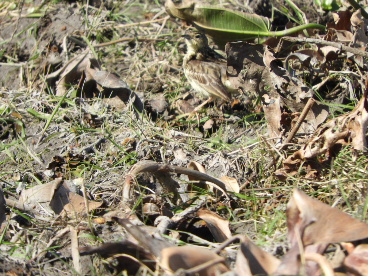 Yellowish Pipit - Silvia Enggist