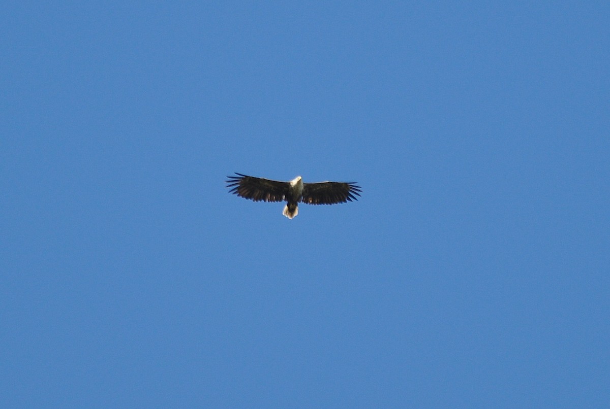 White-tailed Eagle - Michael Schall