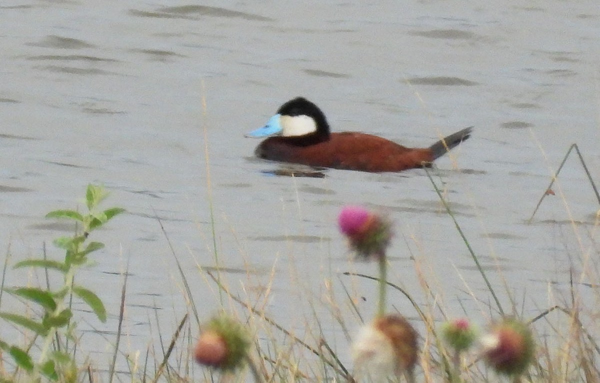 Ruddy Duck - ML621643609