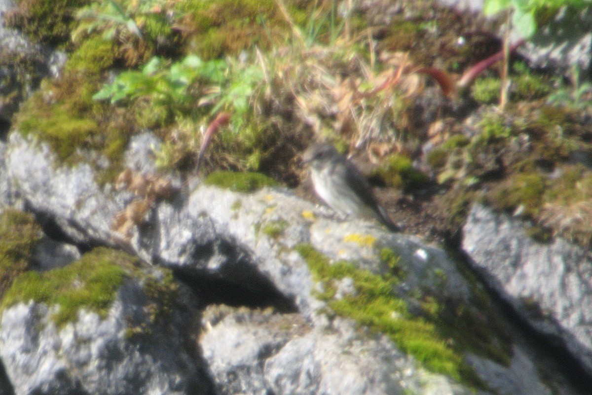 Gray-streaked Flycatcher - ML621643632