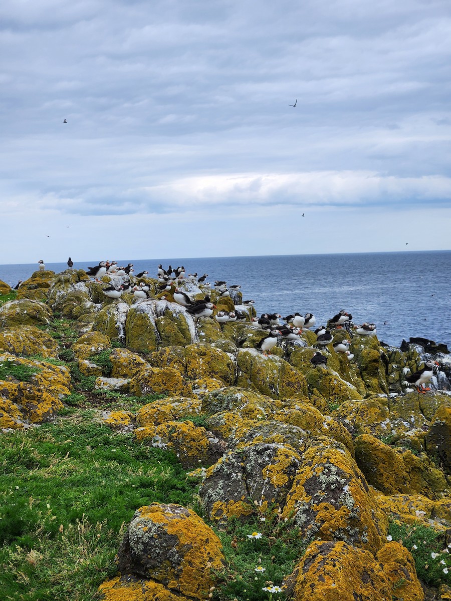 Atlantic Puffin - Alli Smith