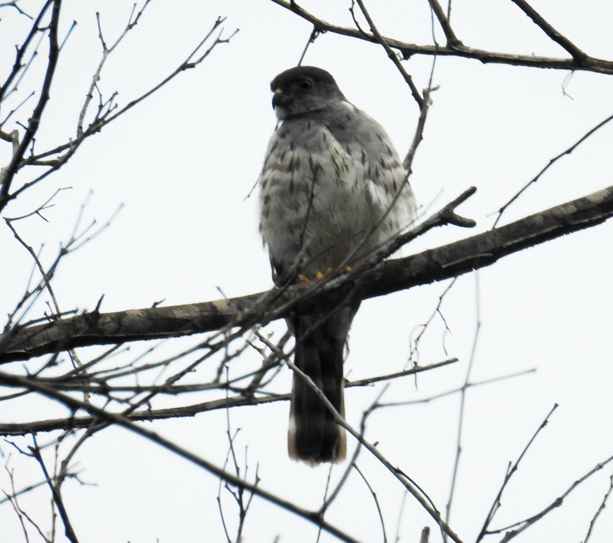 Rufous-thighed Kite - ML621643782