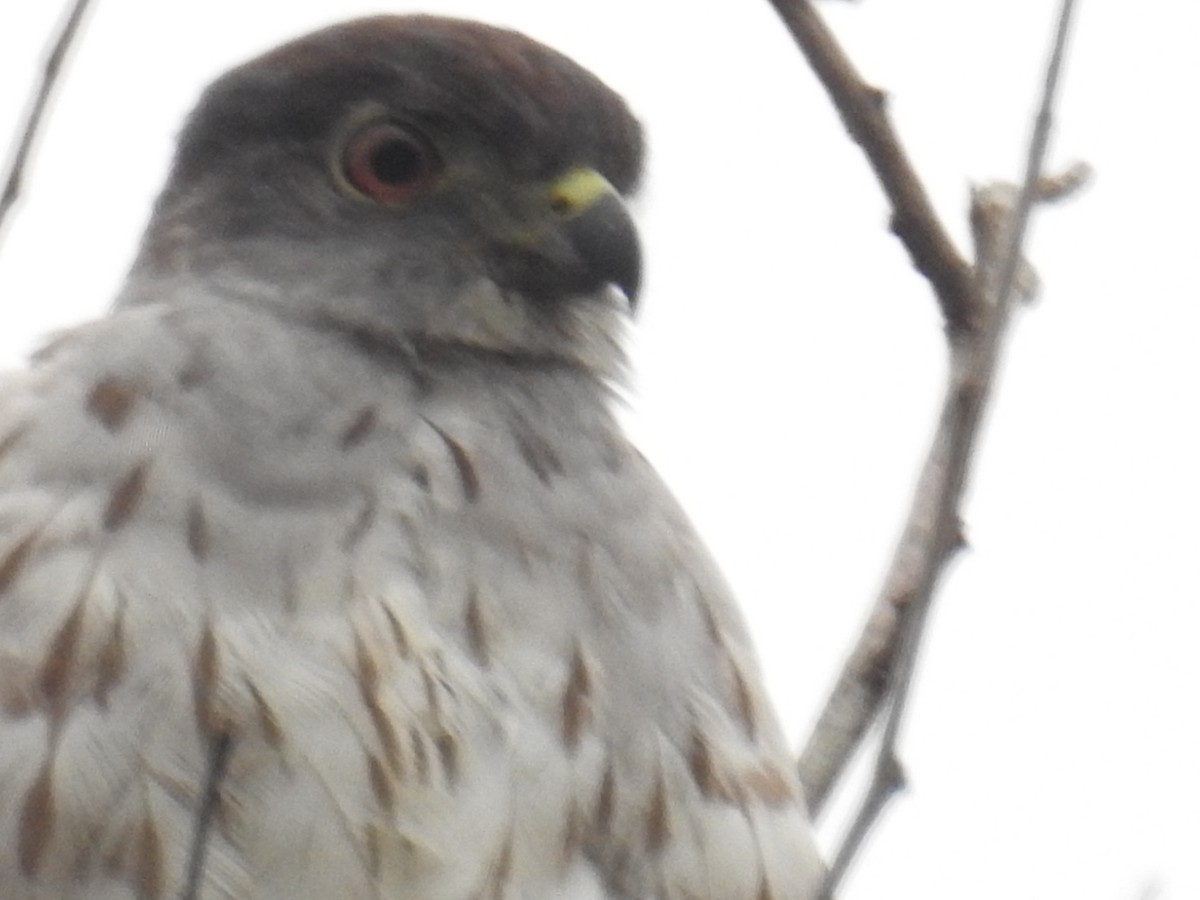 Rufous-thighed Kite - ML621643783