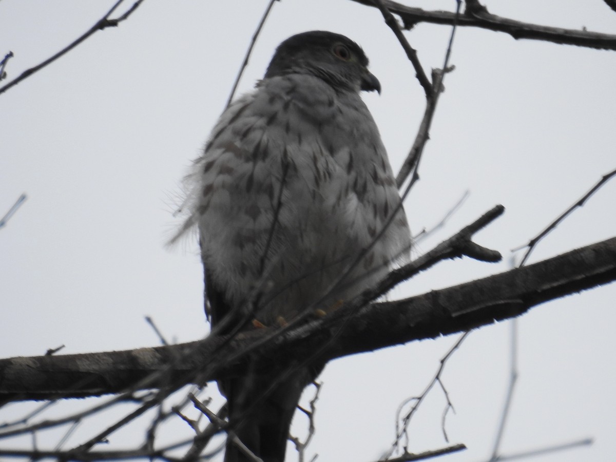 Rufous-thighed Kite - Giusepe Donato