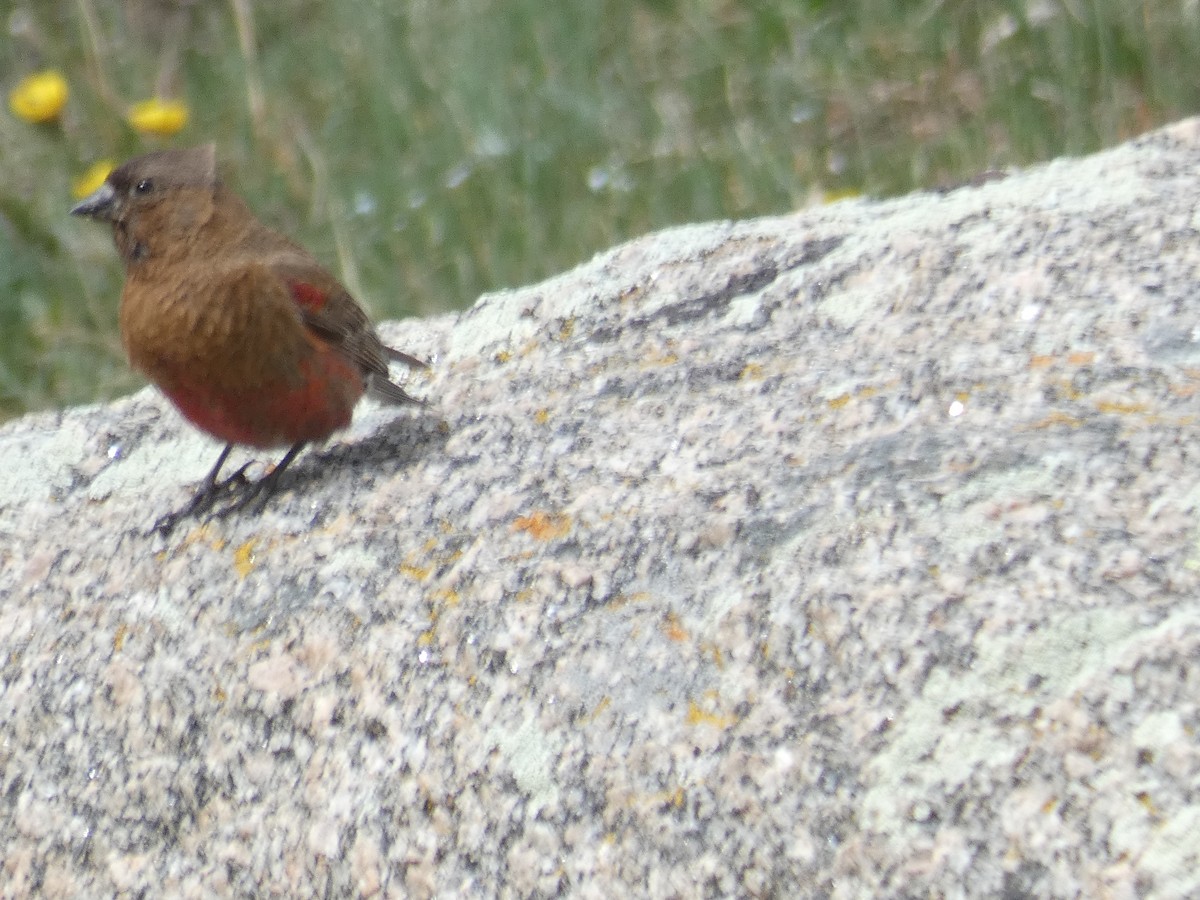 Brown-capped Rosy-Finch - ML621643830