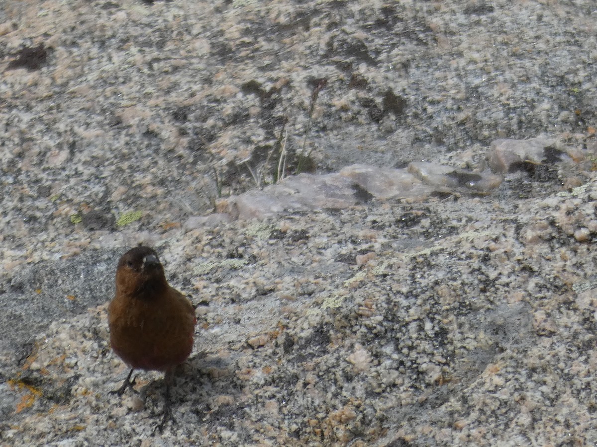 Brown-capped Rosy-Finch - Patrick Baines