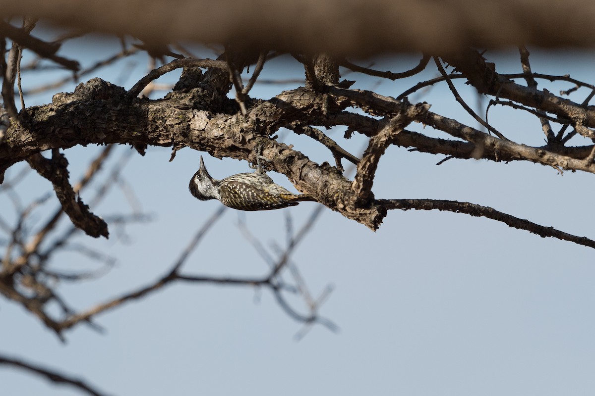 Cardinal Woodpecker - ML621643853