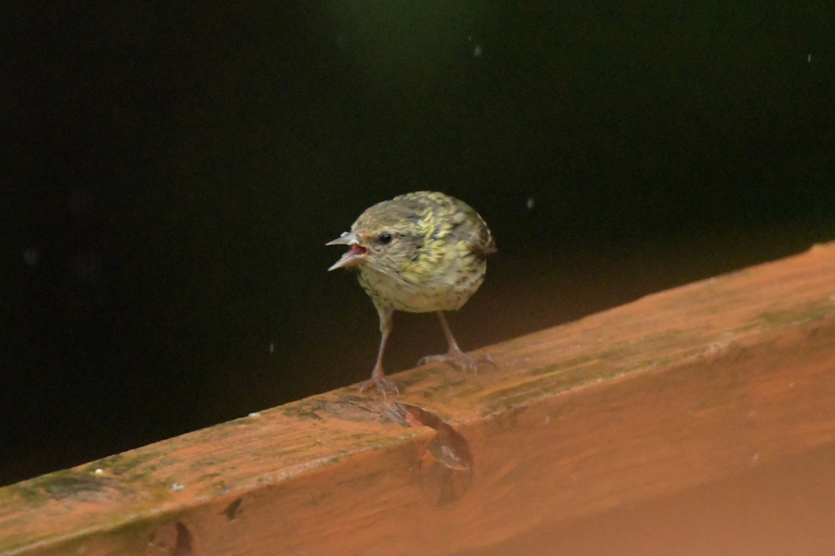 Pine Siskin (green morph) - ML621643907