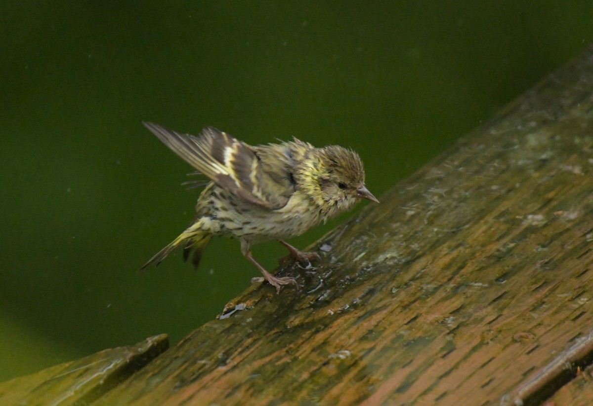 Pine Siskin (green morph) - ML621643909