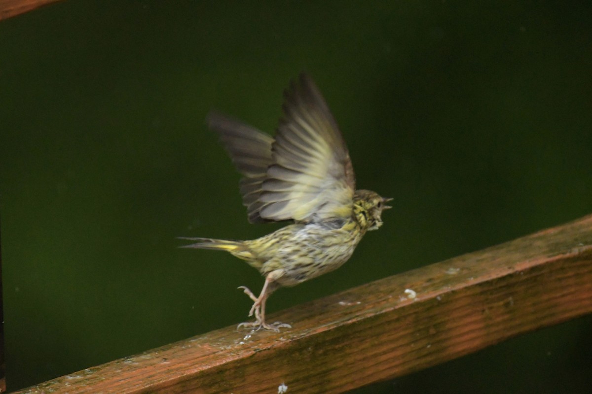 Pine Siskin (green morph) - Kelly Kirkpatrick