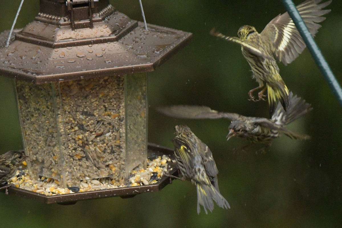 Pine Siskin (green morph) - ML621643911