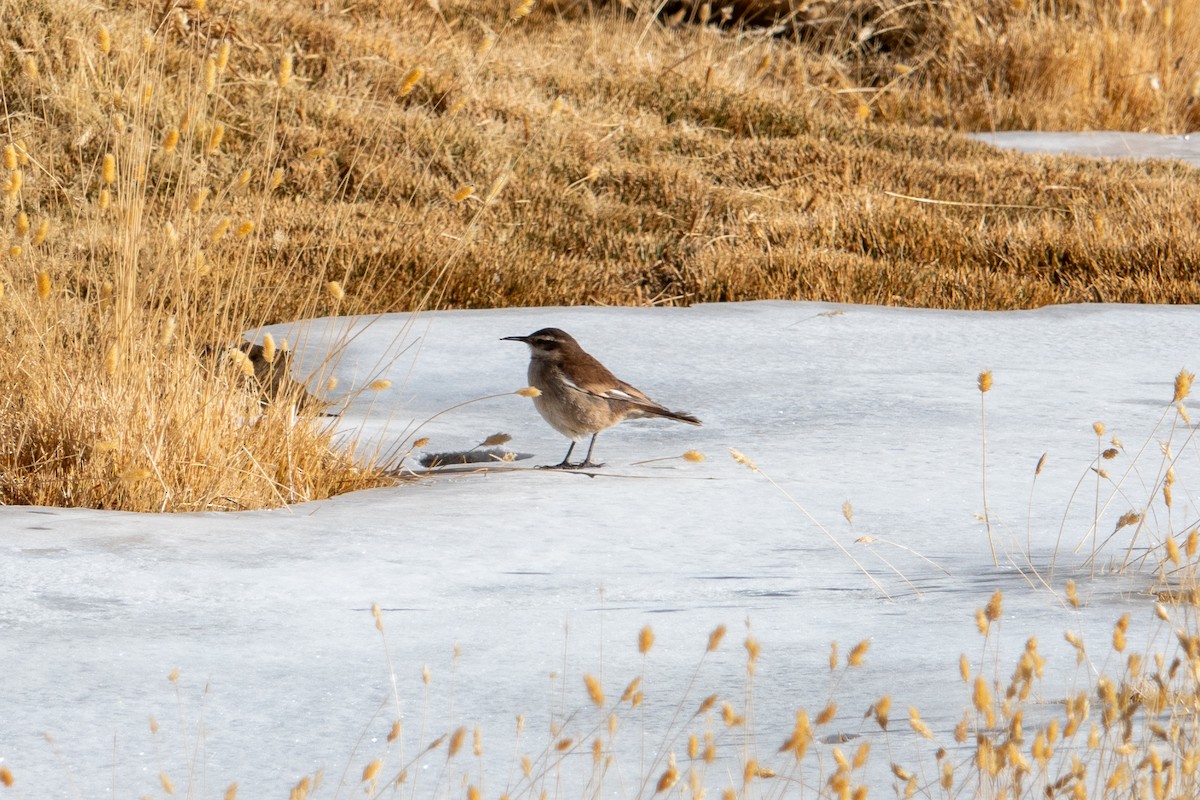 White-winged Cinclodes - ML621643943