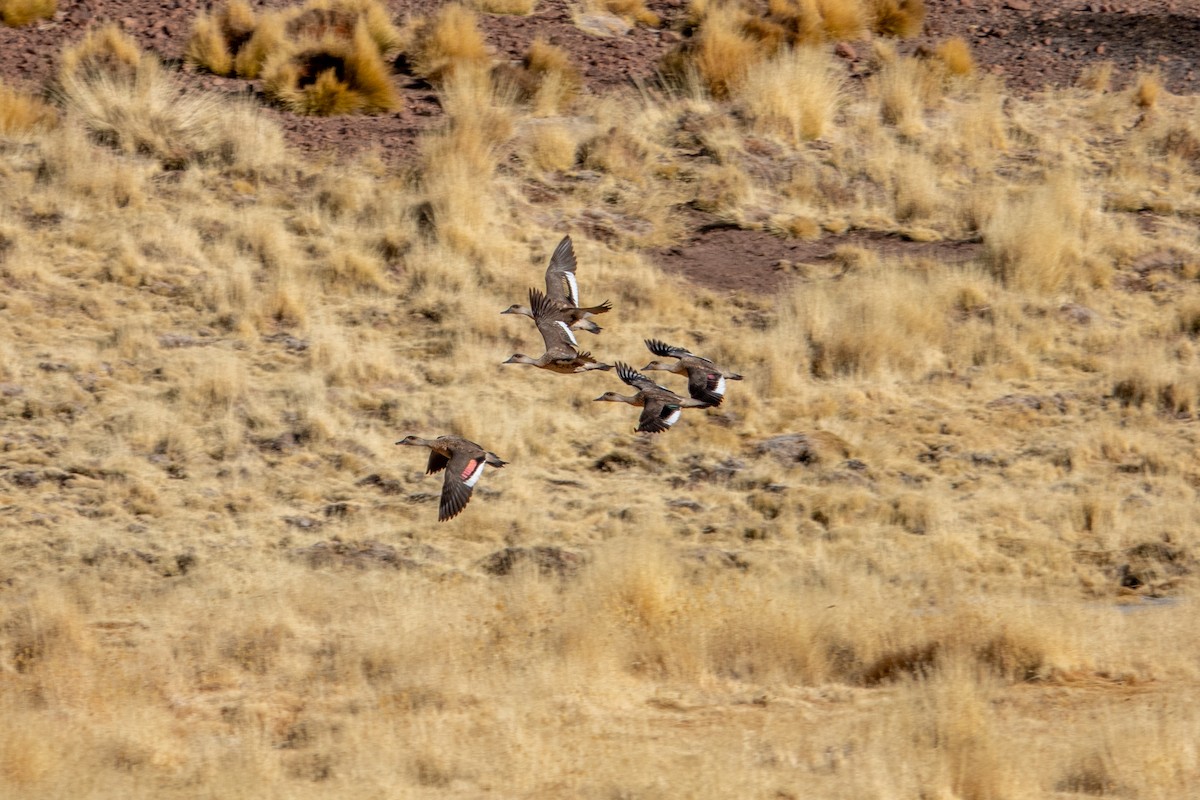 Crested Duck - ML621643951