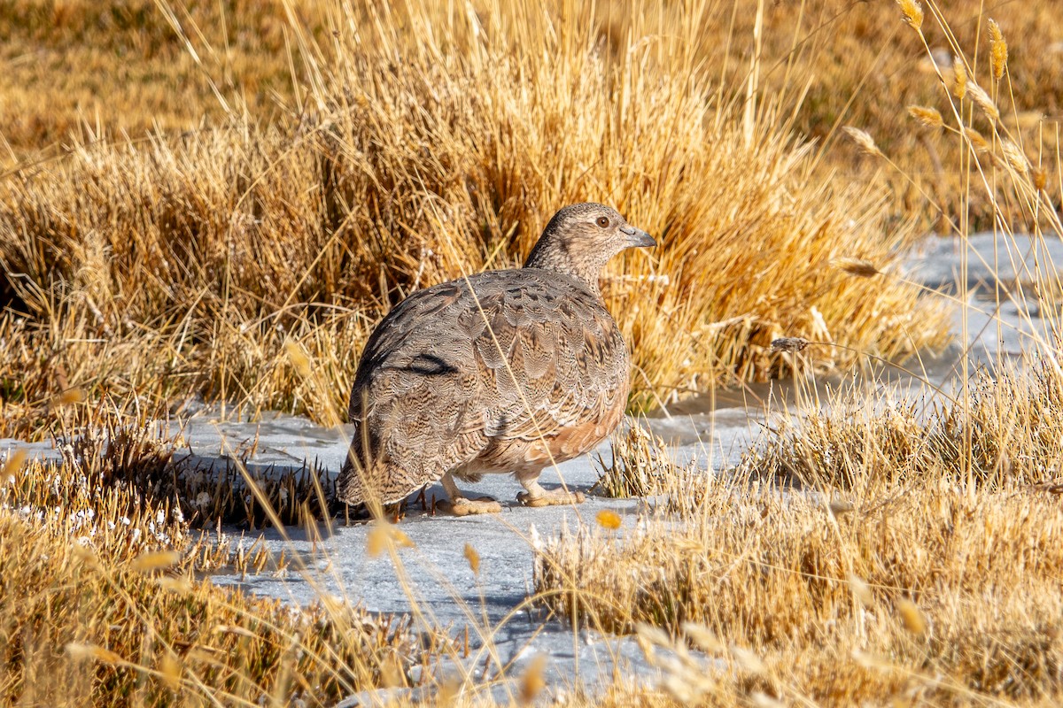 Rufous-bellied Seedsnipe - ML621643961