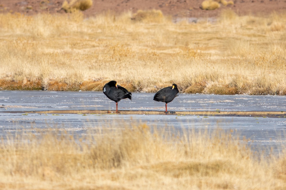 Giant Coot - ML621643966