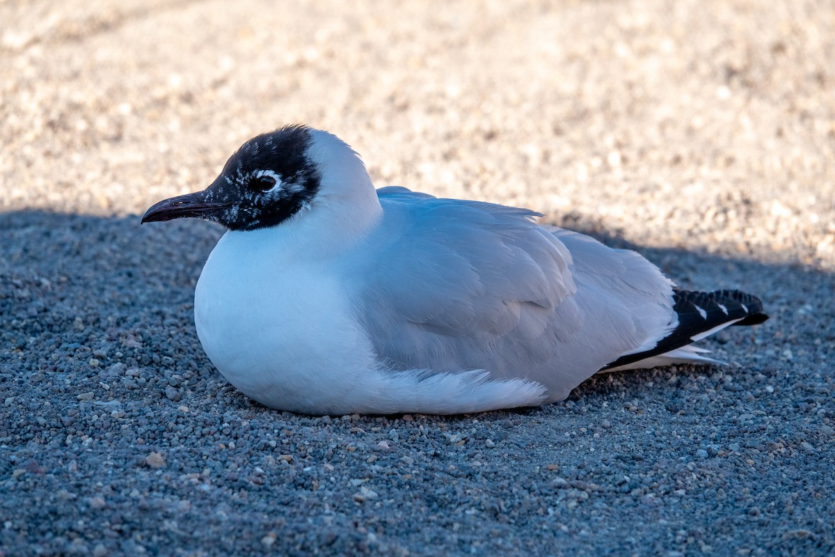 Andean Gull - ML621643975