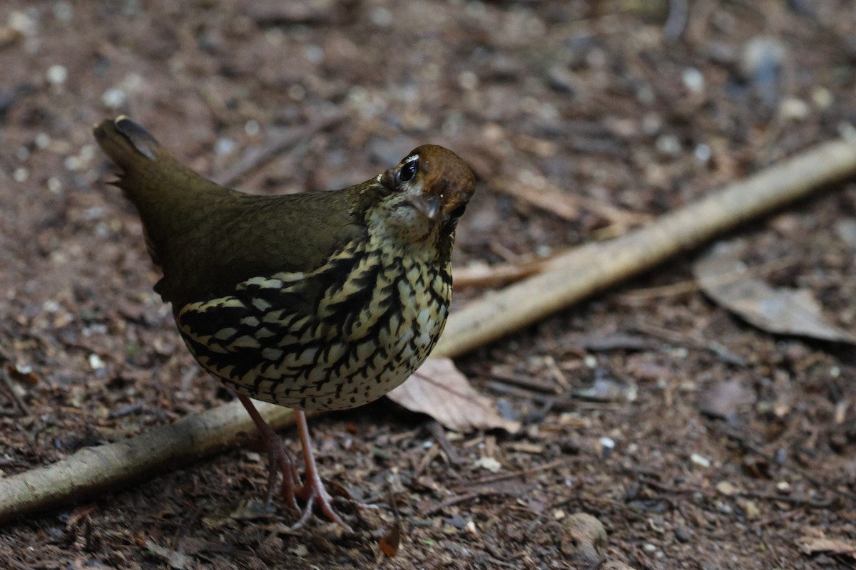 Short-tailed Antthrush - ML621643976