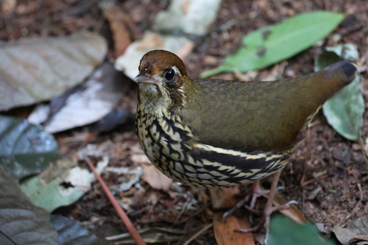 Short-tailed Antthrush - ML621643977