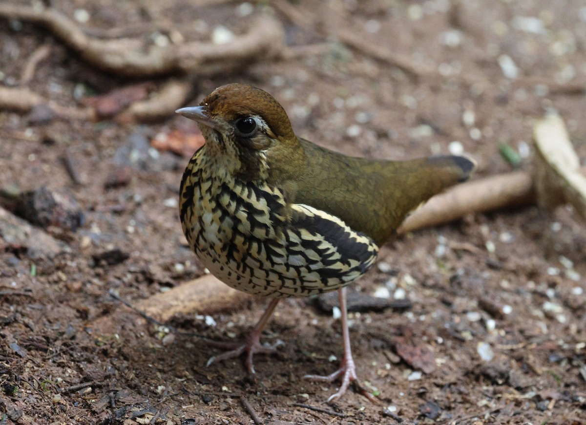 Short-tailed Antthrush - ML621643978