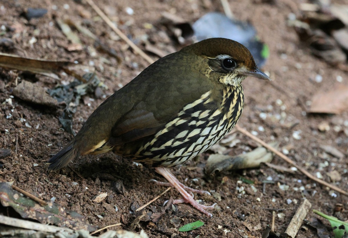 Short-tailed Antthrush - ML621643979