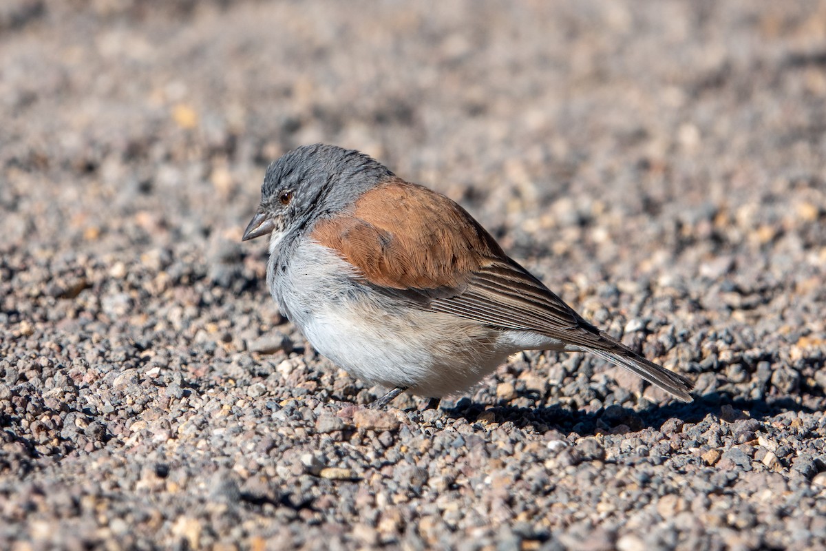 Red-backed Sierra Finch - ML621643981