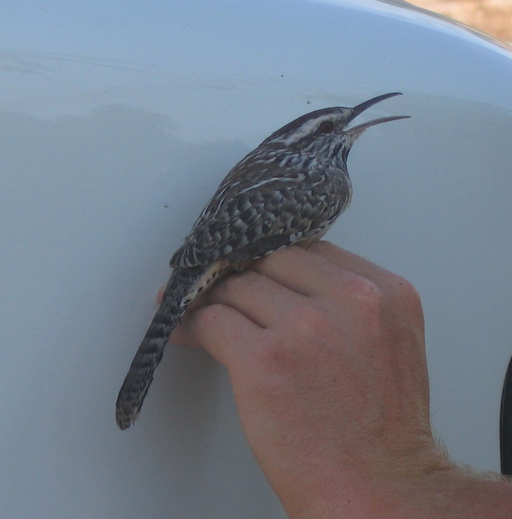 Cactus Wren - ML621644017