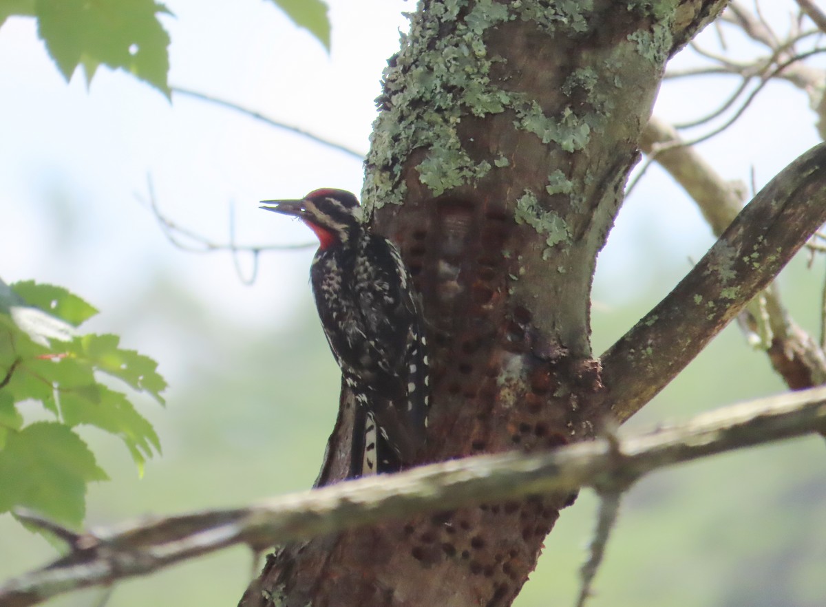 Yellow-bellied Sapsucker - ML621644019