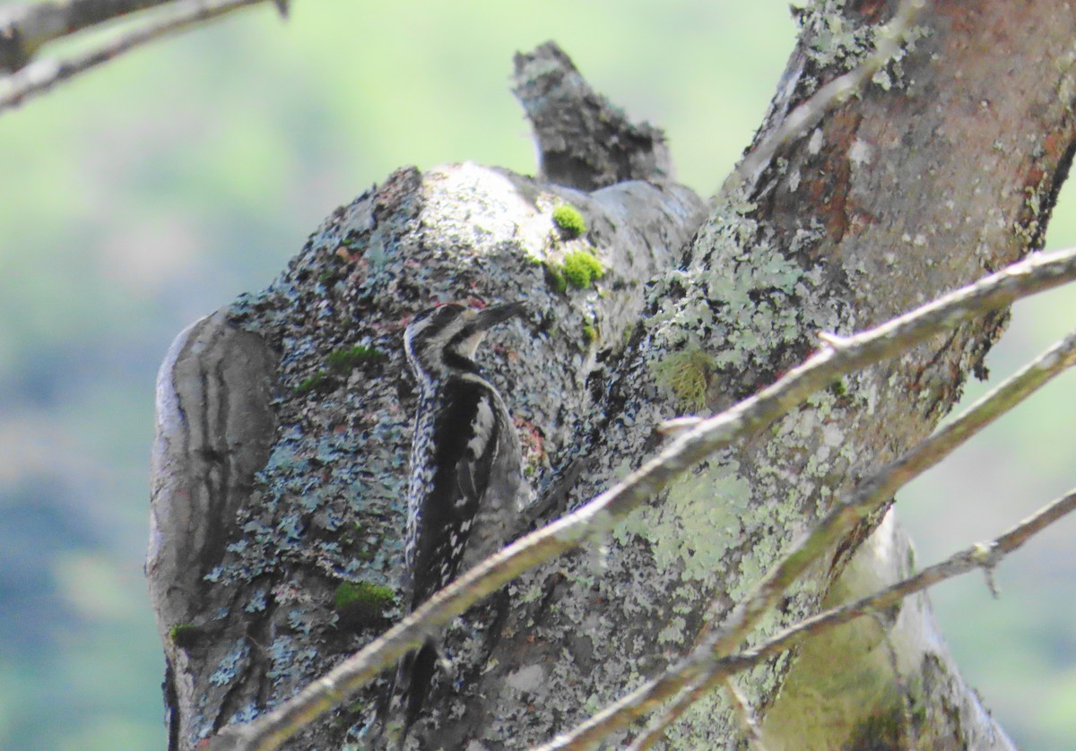 Yellow-bellied Sapsucker - ML621644039