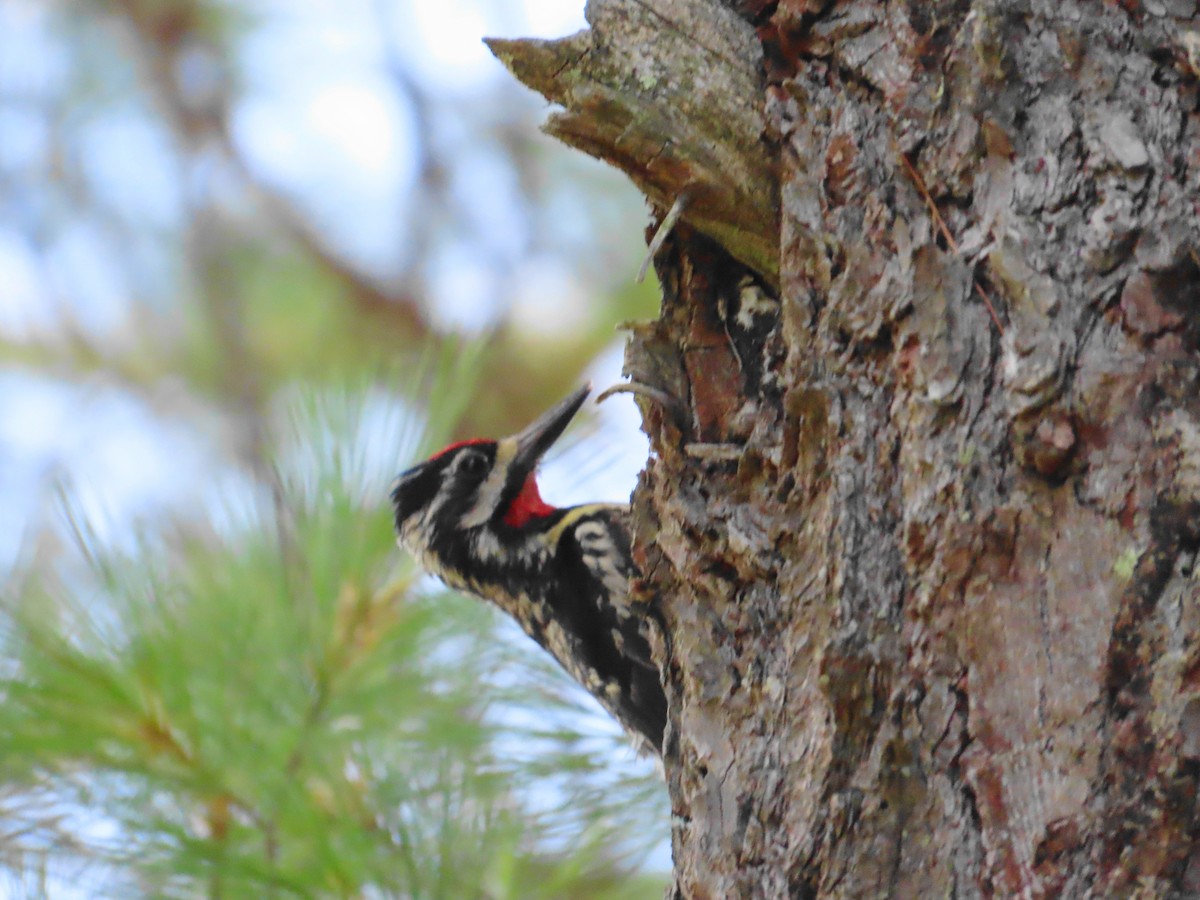 Yellow-bellied Sapsucker - ML621644058