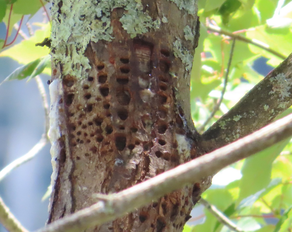 Yellow-bellied Sapsucker - ML621644065