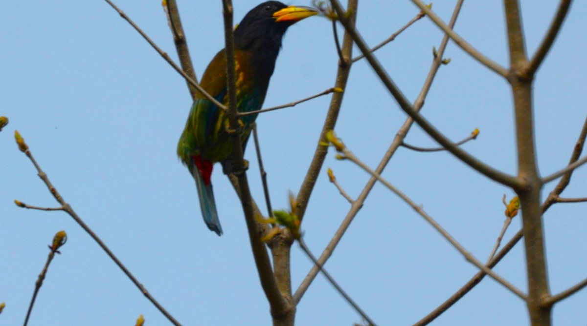 Great Barbet - ML621644066