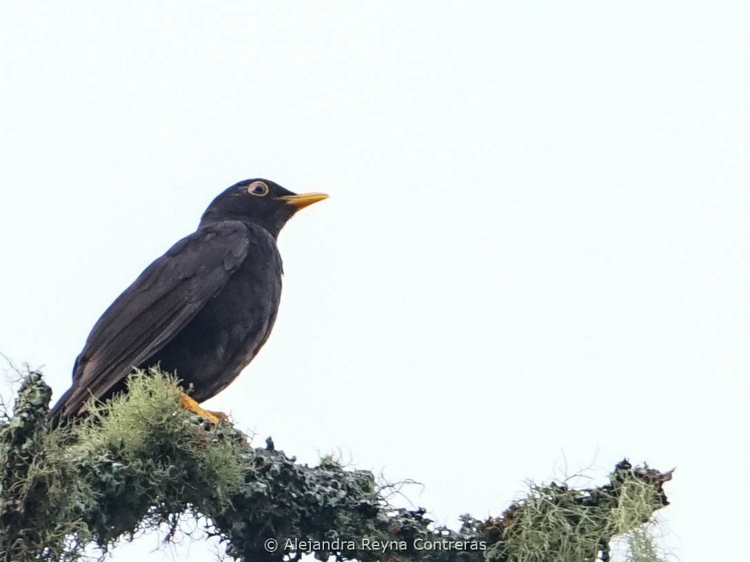 Black Thrush - ML621644178