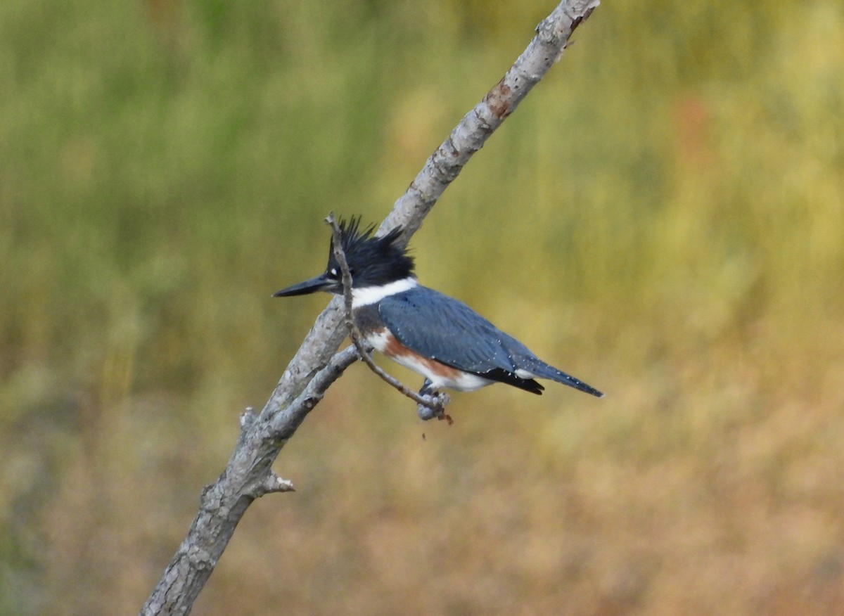 Belted Kingfisher - ML621644225