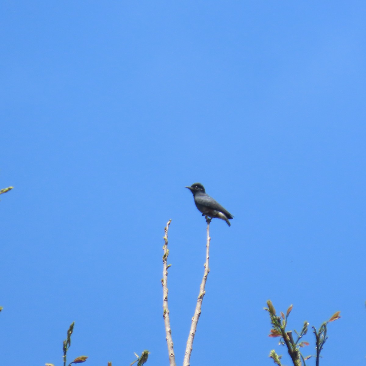 Swallow-winged Puffbird - ML621644244