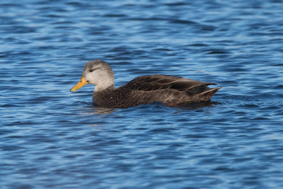 American Black Duck - ML621644270