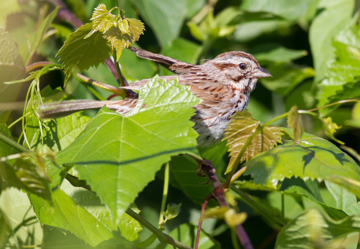 Song Sparrow - Nick Pulcinella