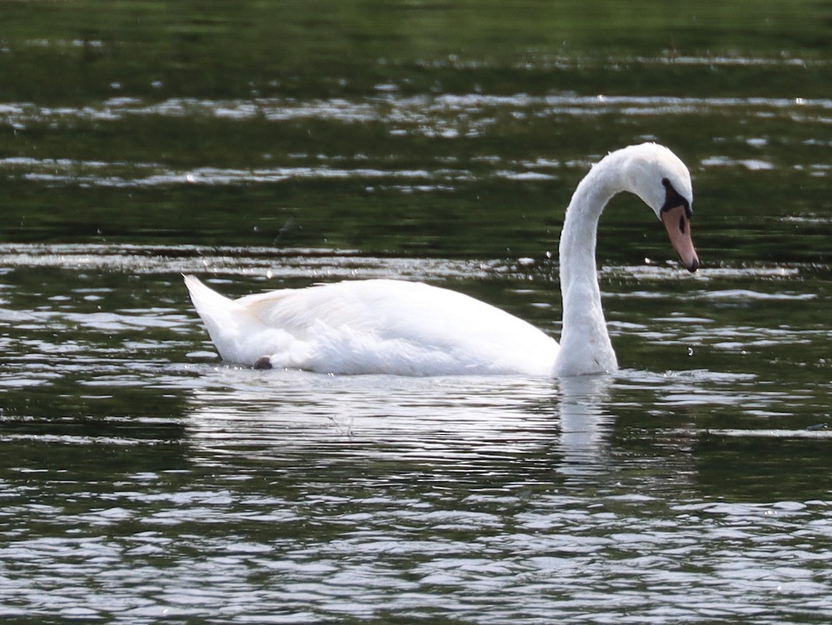 Mute Swan - Mark Ross